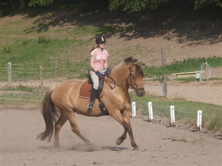 Anden særlig race Miss Juni Univerze SOLGT!! - en galop tur jeg for mig øøver til lc2 og 3 billede 8