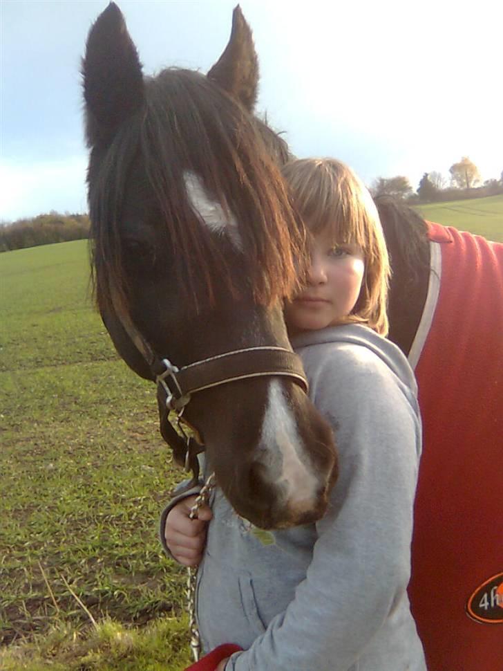 Welsh Pony (sec B) Duchess *Savnet* - Savner dig, 2 år siden nu,  billede 10