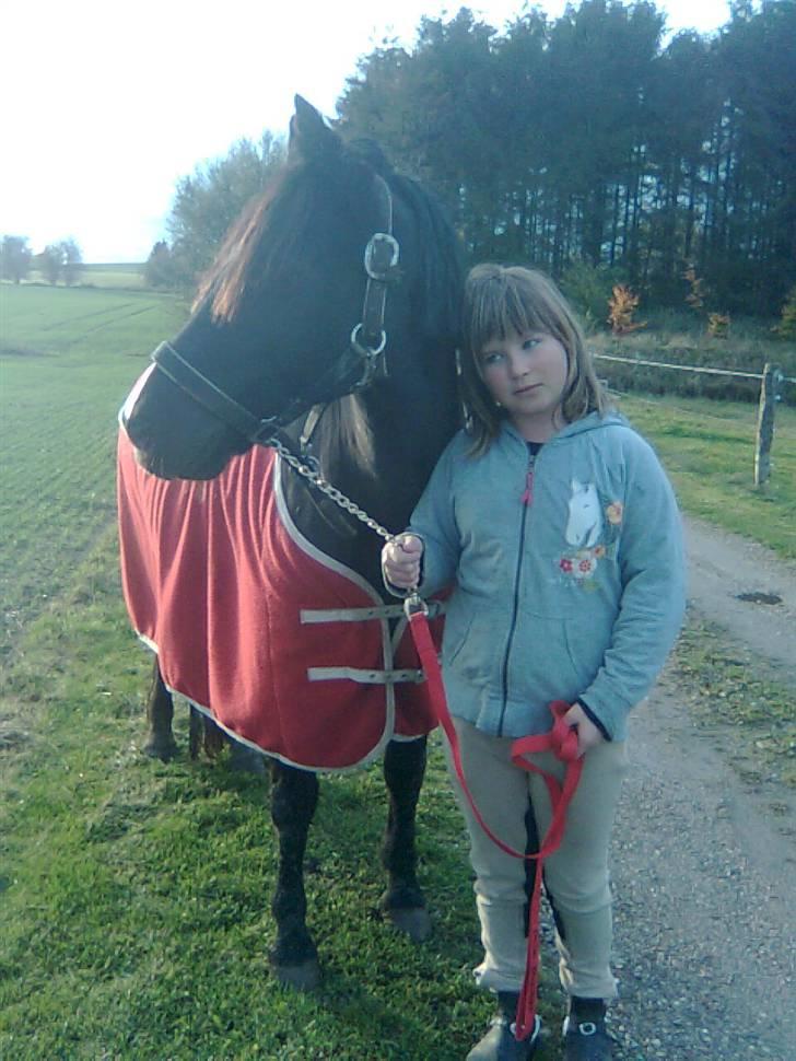 Welsh Pony (sec B) Duchess *Savnet* - Savner dig, 2 år siden nu. De 3 år vi hvade sammen var de bedste i mit liv!! billede 11