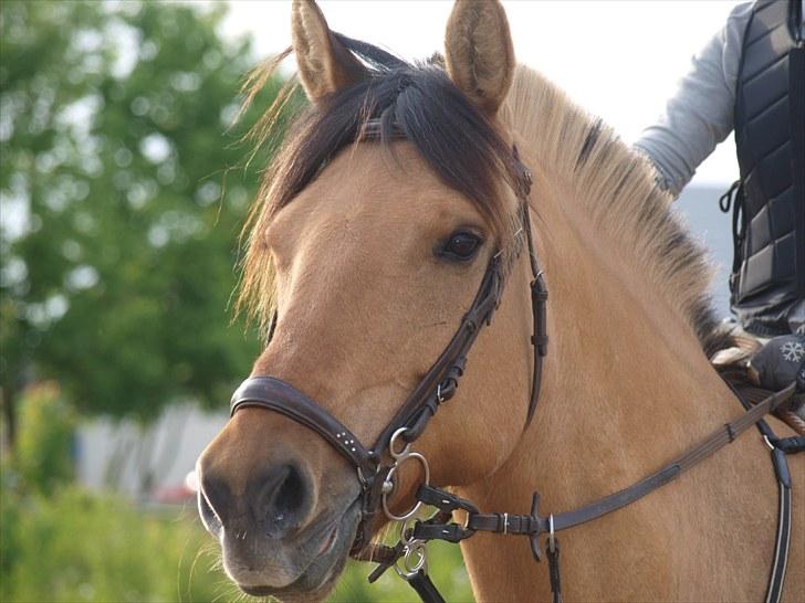 Anden særlig race Miss Juni Univerze SOLGT!! - flloooot hest.. billede 11