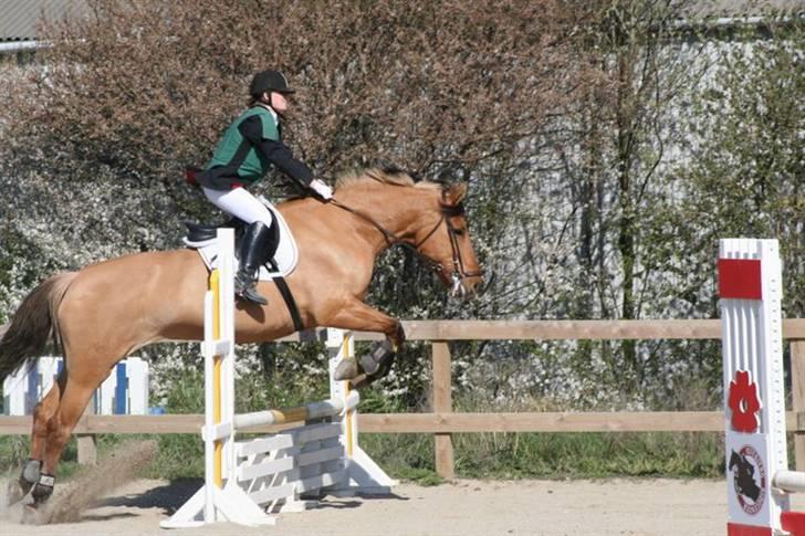 Anden særlig race Miss Juni Univerze SOLGT!! - hop hest  hop..  spring hos istebjerg kalundborgsrideklub billede 18