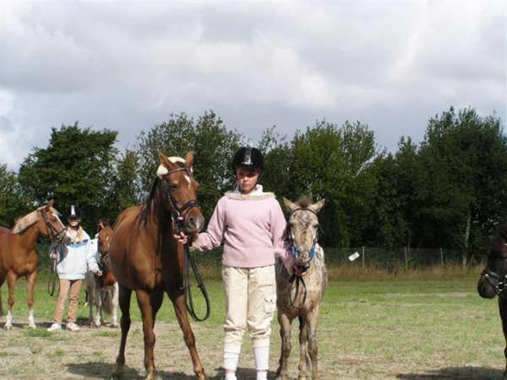 Knabstrupper Prinsesse Marie*solgt:'( - Matilte & Marie til Toksværd dyreskue<3 billede 12