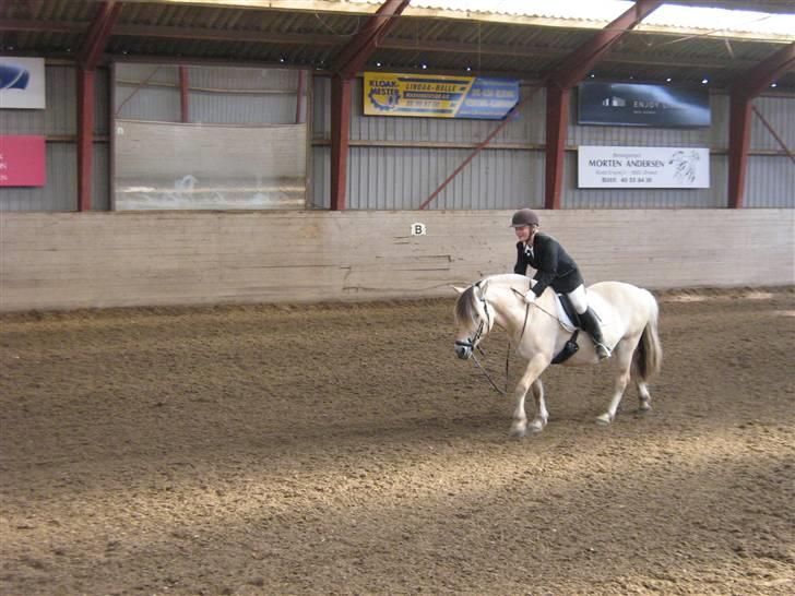 Fjordhest Flicka <3  - der har vi lige været til stævne. | ´ JegElskerDigPony ´ | <.3 billede 5