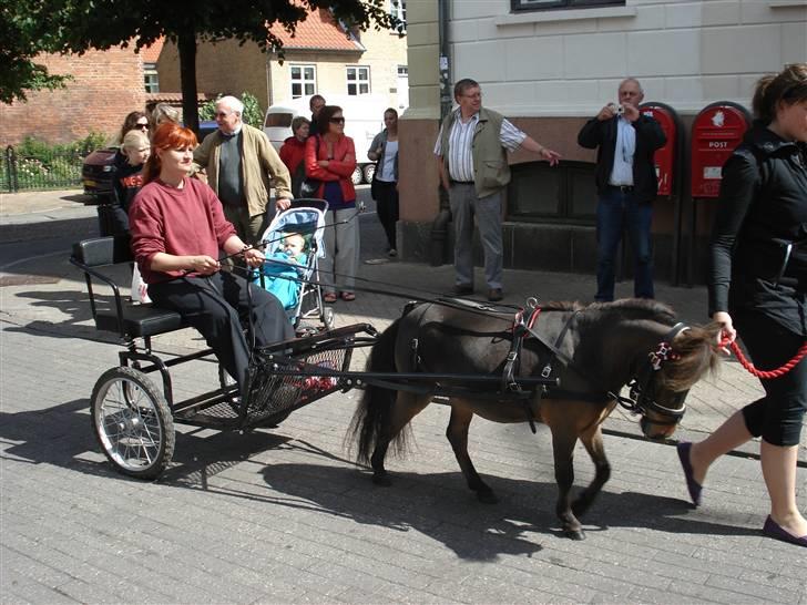 Dansk Miniature Brunebjerggårds Sahara - Sahara for vogn igennem odenses gågade billede 14