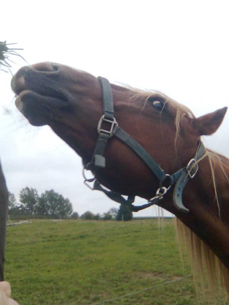 Frederiksborg Lucky Lykkebo  - Han vil bare have græsset!;-* <3 billede 2