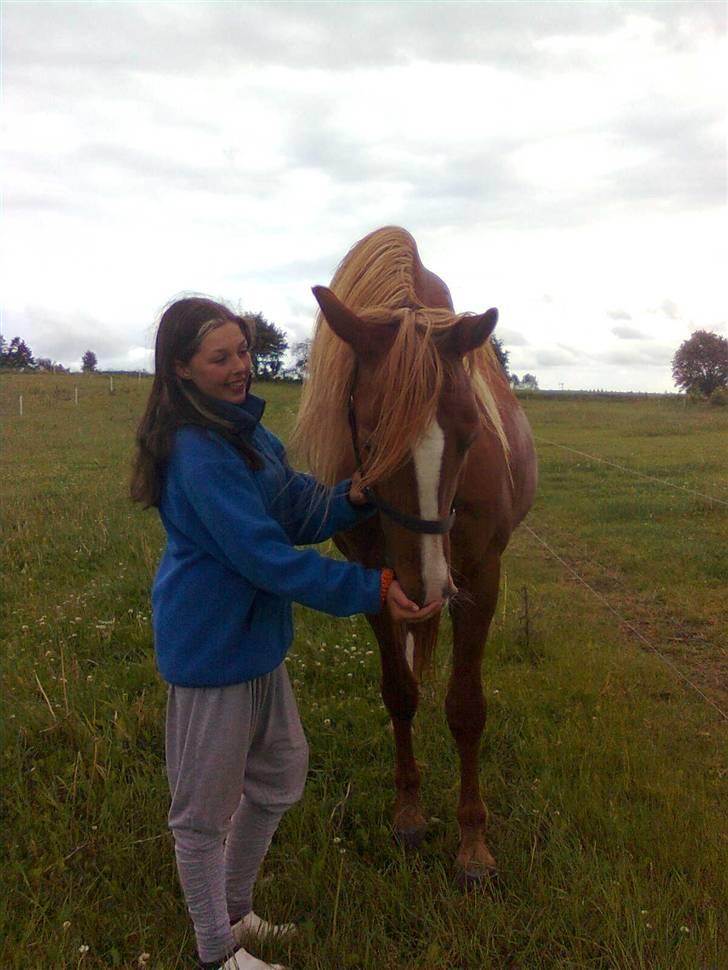 Frederiksborg Lucky Lykkebo  - Smukke Lucky dufter den gode hoppe parfume ( fineste duft på markedet i hingsteverdenen) billede 3
