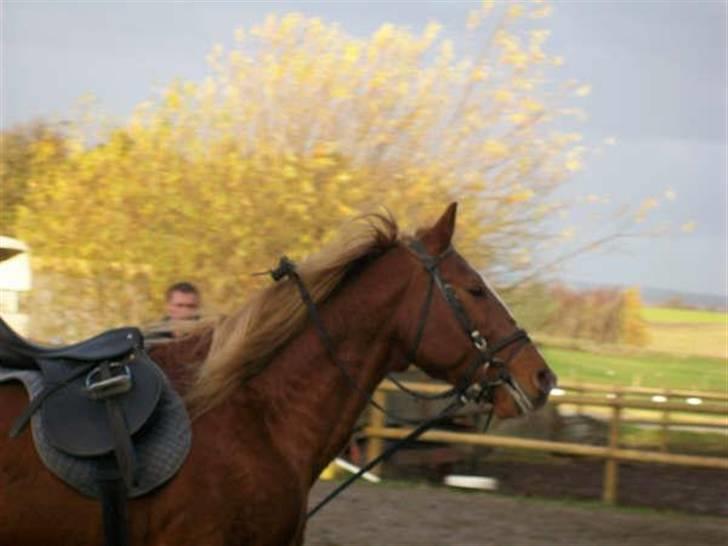 Frederiksborg Lucky Lykkebo  - Lucky. billede 5