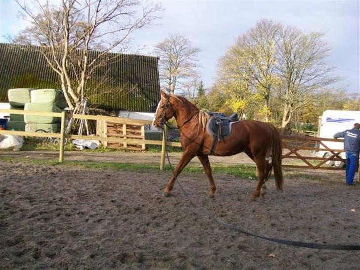 Frederiksborg Lucky Lykkebo  - longering. billede 7