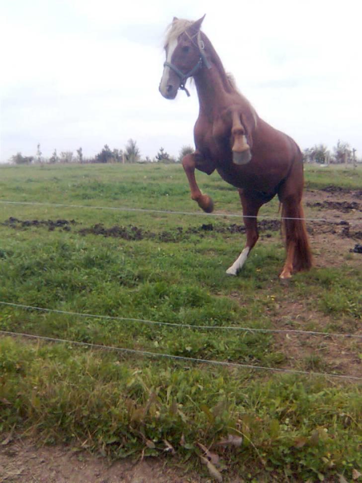 Frederiksborg Lucky Lykkebo  - Skal vi bokse ? (; billede 8