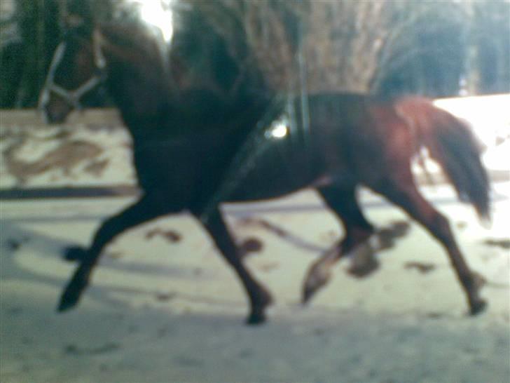 Frederiksborg Lucky Lykkebo  - Lucky viser sine smukke gangarter <3 billede 10