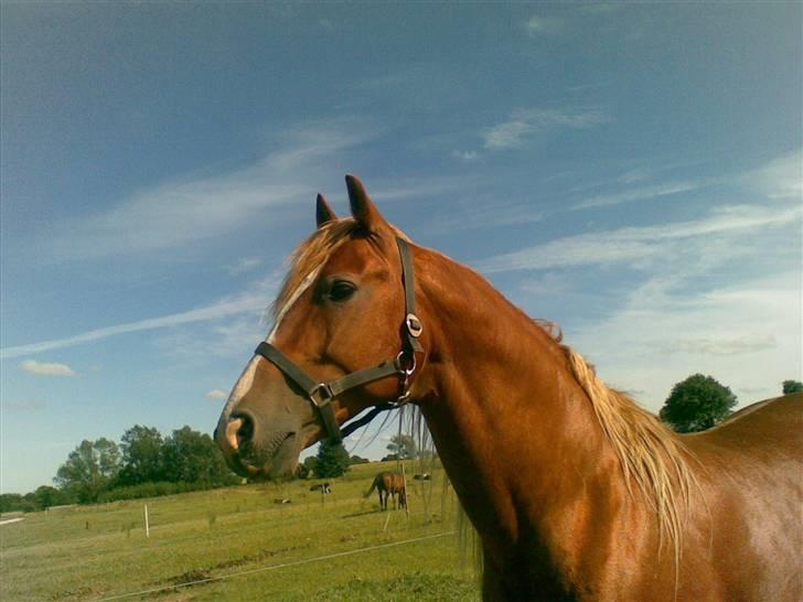 Frederiksborg Lucky Lykkebo  - Jeg elsker dig <3 billede 11