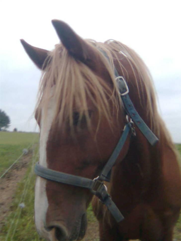 Frederiksborg Lucky Lykkebo  - sys det er så godt..<3 billede 12