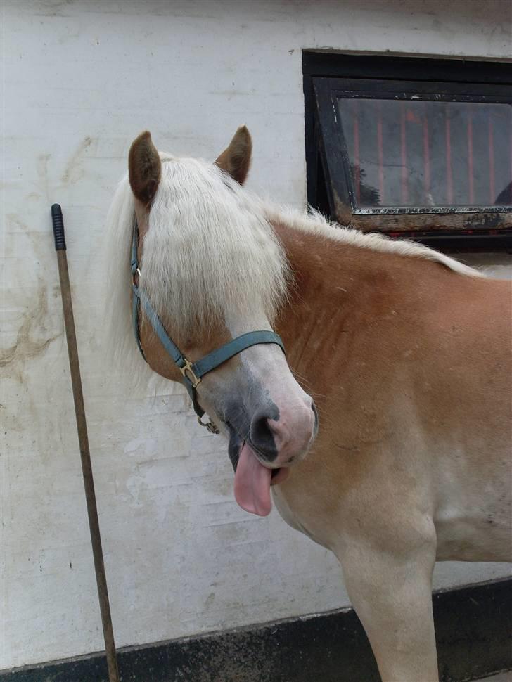 Haflinger Anker Kyhnæb billede 20