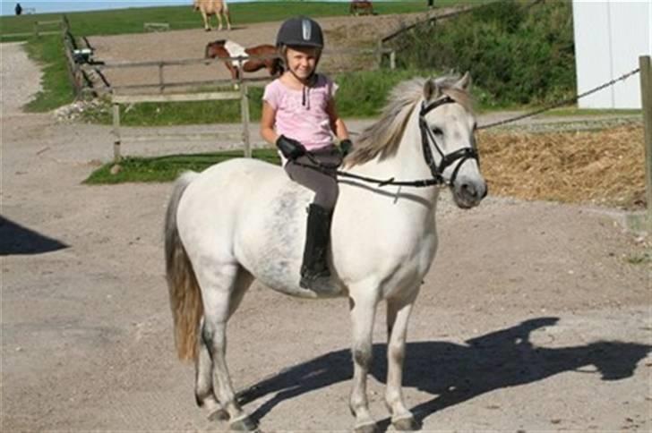 Welsh Mountain (sec A) Little Miss Sophie Dot" billede 1