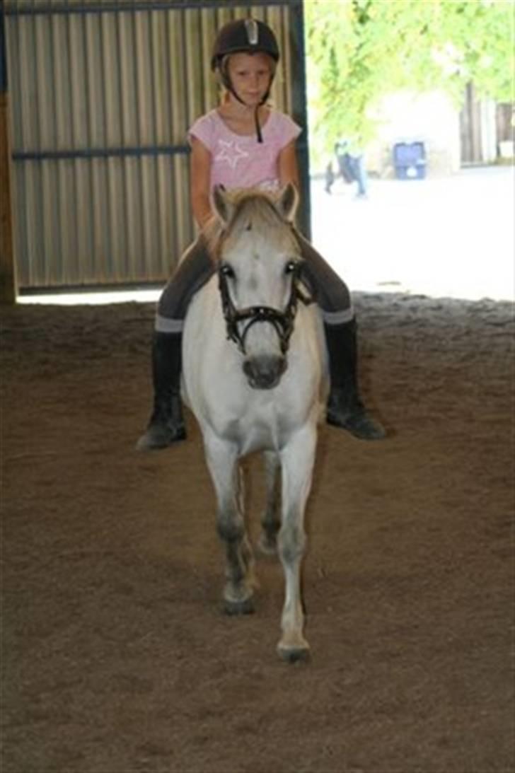 Welsh Mountain (sec A) Little Miss Sophie Dot" billede 3