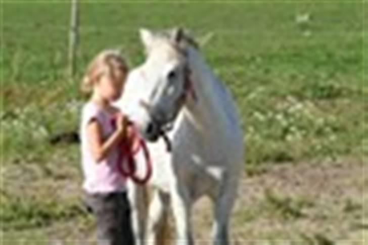 Welsh Mountain (sec A) Little Miss Sophie Dot" billede 4