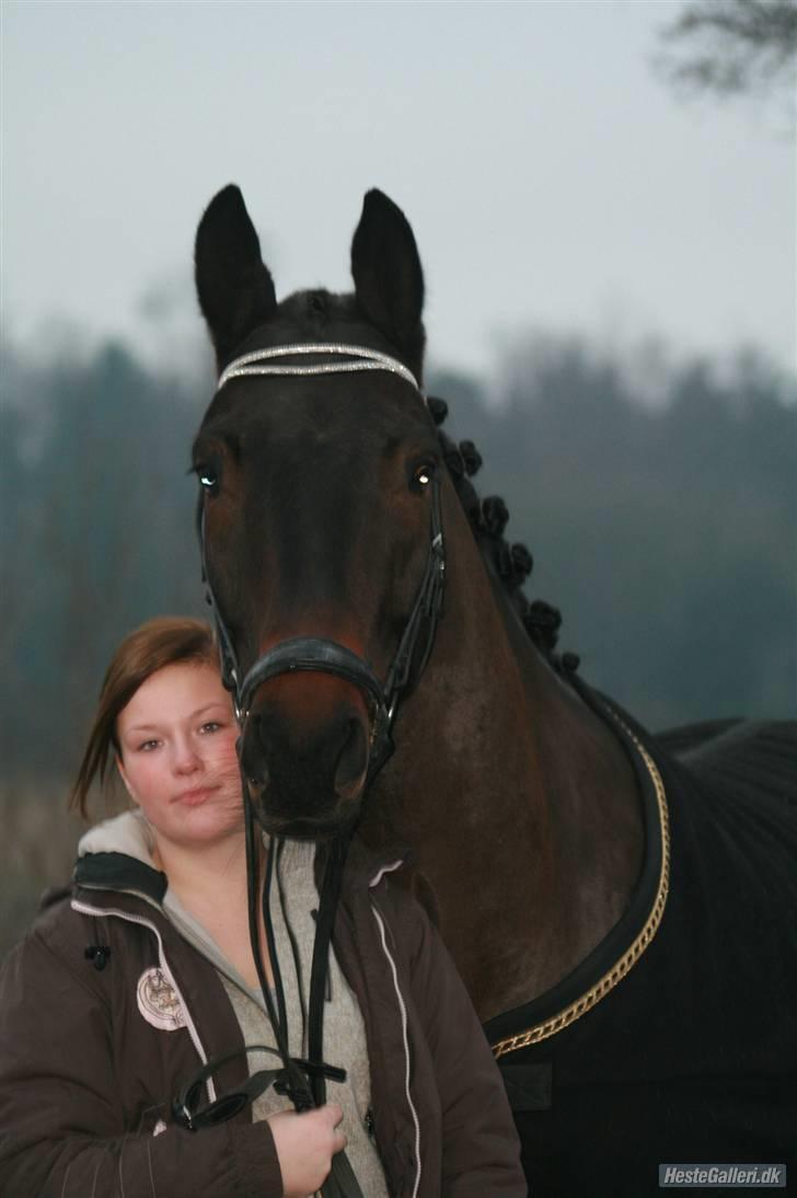 Trakehner Helion De L - Velkommen til Helion De L billede 1