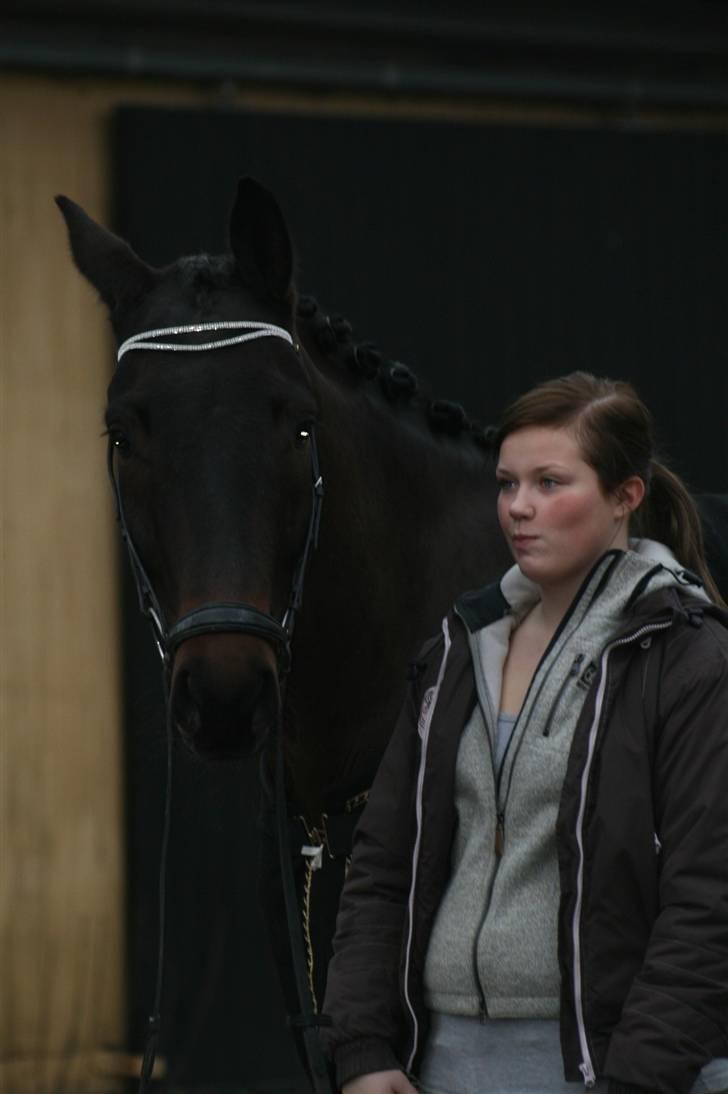 Trakehner Helion De L - Helion De L billede 2