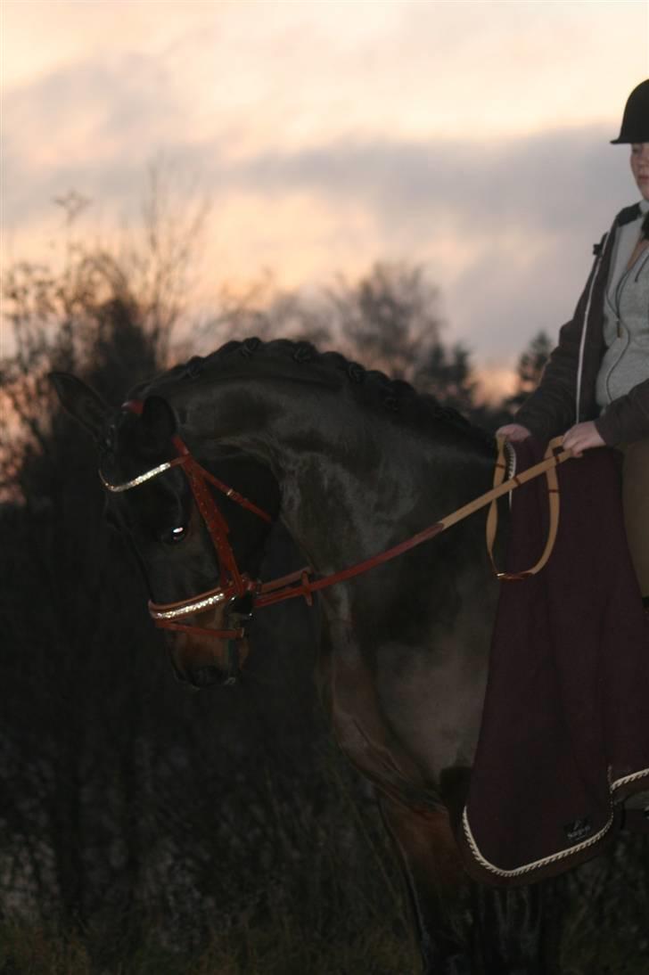 Trakehner Helion De L - Helion De L billede 3