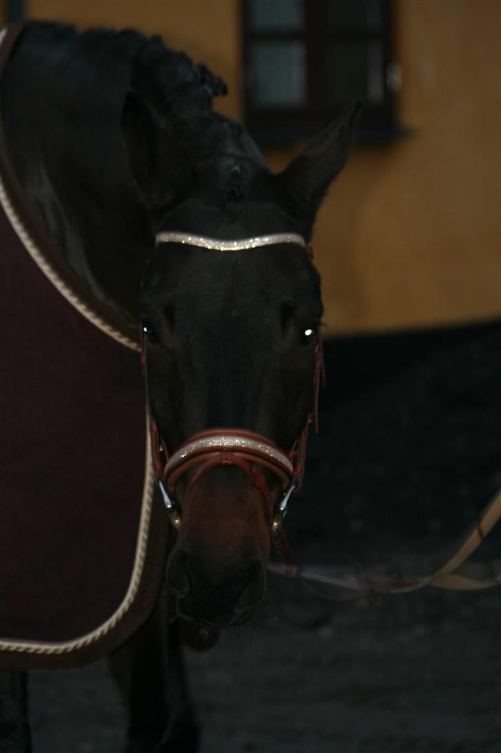 Trakehner Helion De L - Helion De L billede 4