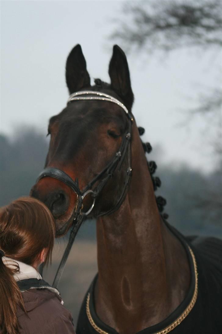Trakehner Helion De L - "Jeg elsker dig moaar" En mysser til dig min egen. billede 5