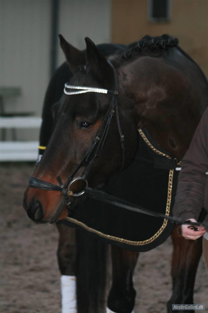 Trakehner Helion De L - Helion De L billede 6