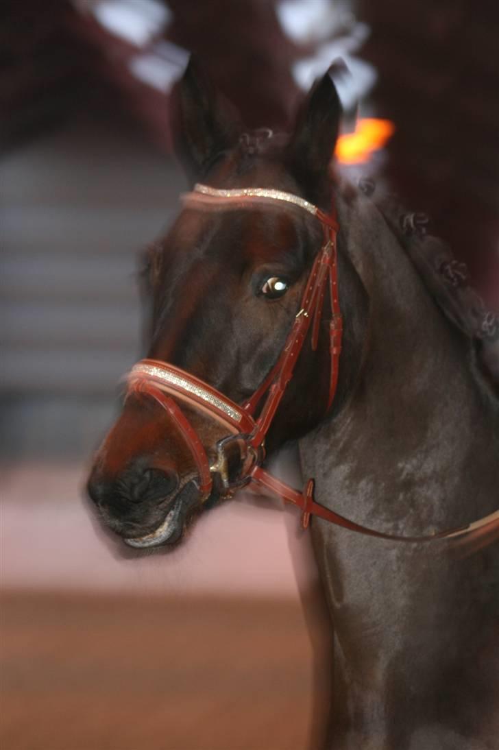 Trakehner Helion De L - Helion De L billede 7