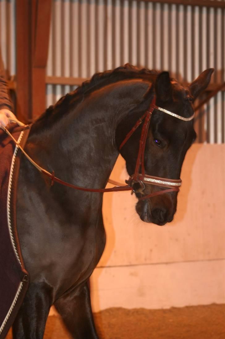 Trakehner Helion De L - Helion De L billede 8