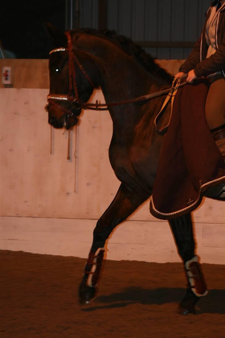 Trakehner Helion De L - Min vilde Helion (:  billede 9