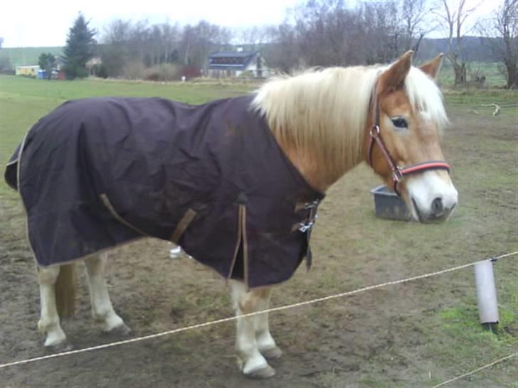 Tyroler Haflinger | Celesta - Solgt. billede 11