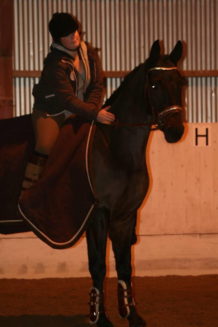 Trakehner Helion De L - Et lille klap til dig min elskede (: billede 10