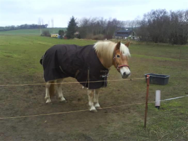 Tyroler Haflinger | Celesta - Solgt. billede 12