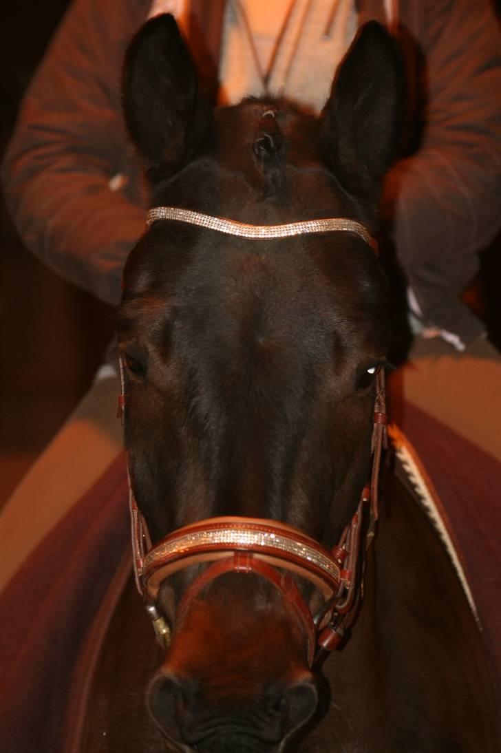 Trakehner Helion De L - Helion De L billede 11