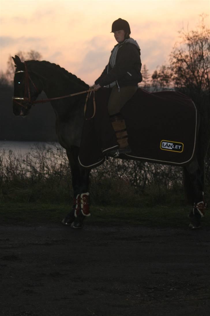 Trakehner Helion De L - Helion ved søen (: billede 12