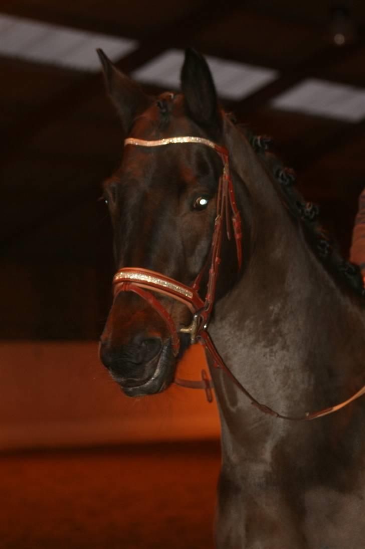 Trakehner Helion De L - Helion De L billede 13