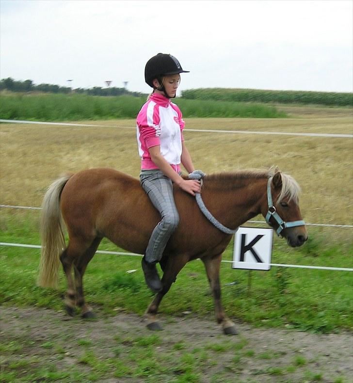Shetlænder Ildka - Træning i cordeo. - D. 10-08-2009. billede 13