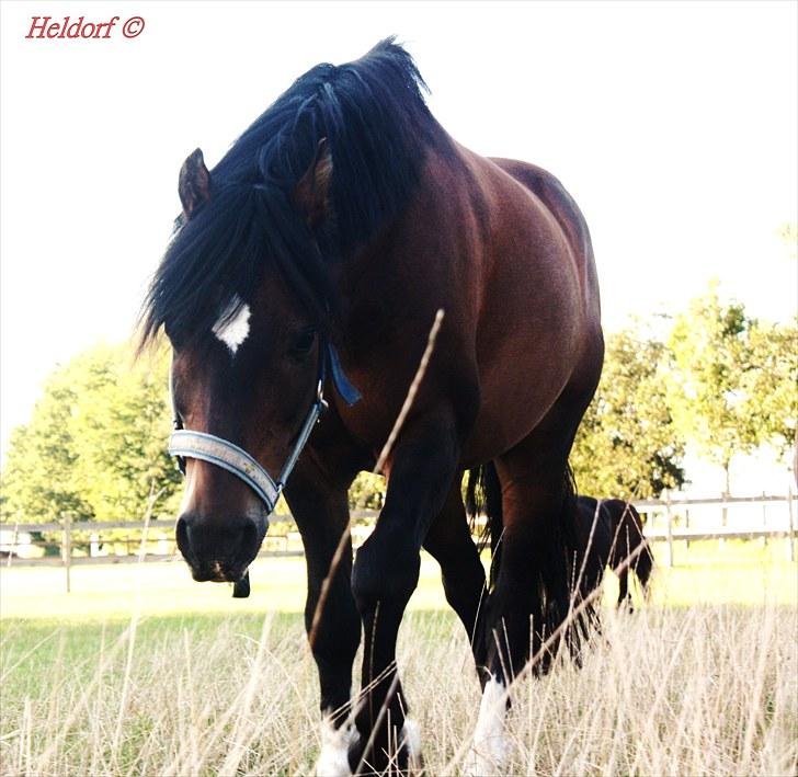 Welsh Pony (sec B) Gribsvads Tango | solgt | - Fold (-; billede 9