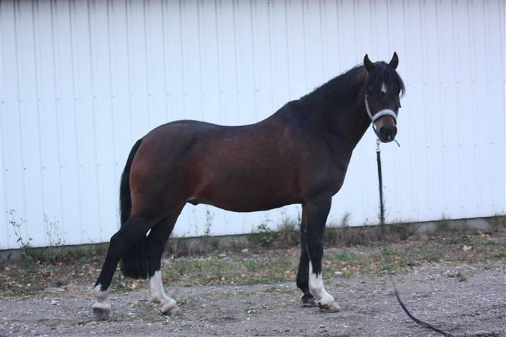 Welsh Pony (sec B) Gribsvads Tango | solgt | - Hjemme (-; billede 10