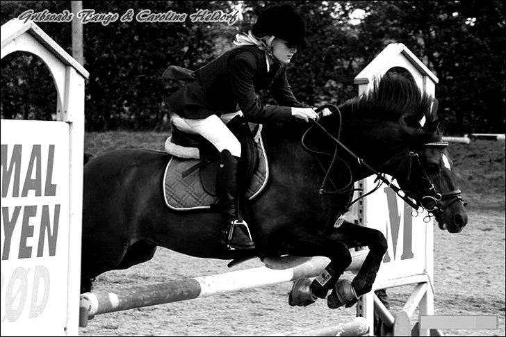 Welsh Pony (sec B) Gribsvads Tango | solgt | - SLR. billede 11