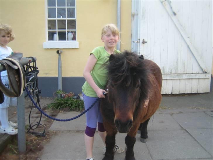 Anden særlig race Claus<3Gammel passerSOLGT - her står vi så og strigler ham billede 1