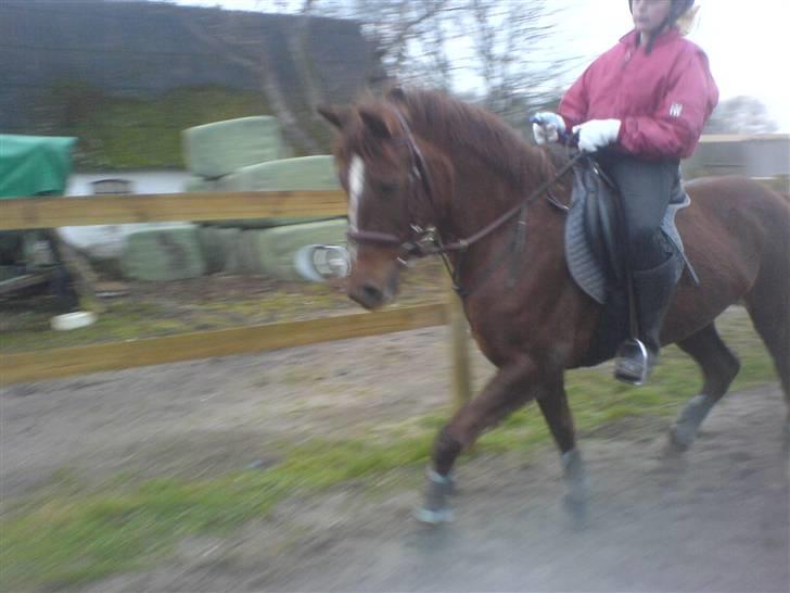 Anden særlig race Spizy (Special)*SOLGT* - Smukke Spizy <3  billede 2