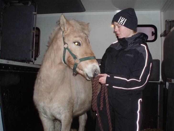 Fjordhest Marika Møldrup billede 10