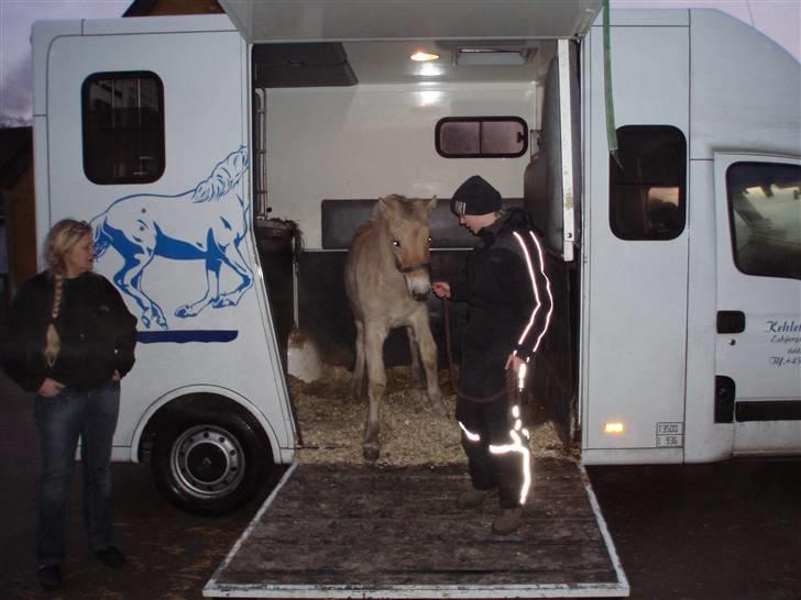 Fjordhest Marika Møldrup billede 11