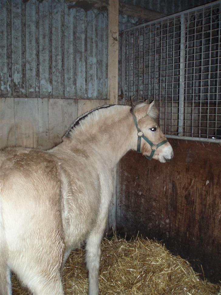 Fjordhest Marika Møldrup billede 12