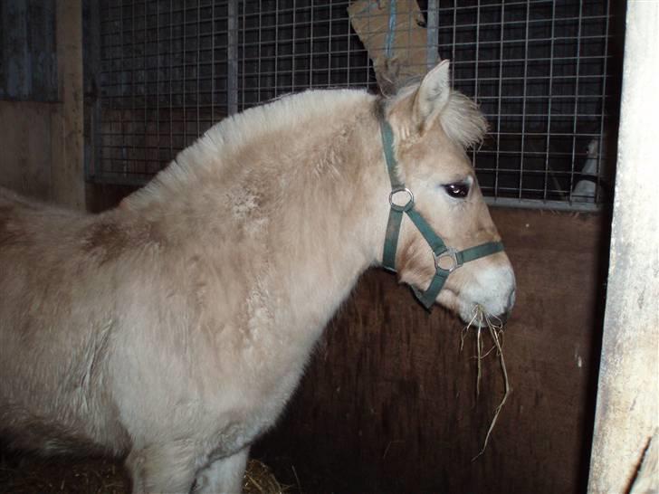 Fjordhest Marika Møldrup - ½ år gammel og lige kommet hjem billede 13