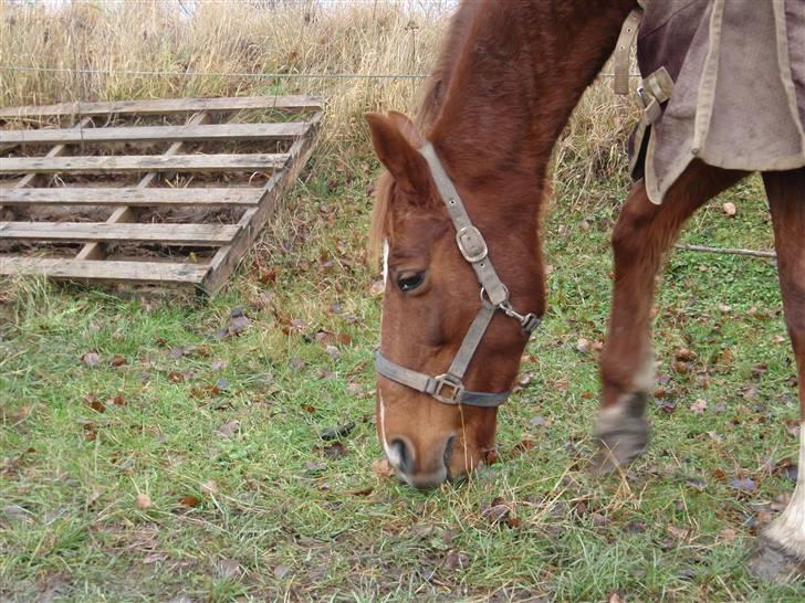 Sportsaraber (A) Loucky - Jaah ! - Græs .. billede 10