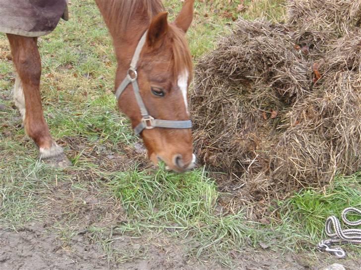 Sportsaraber (A) Loucky - Uhm, hø ! - Men græsset ser altså grønnere ud! billede 11