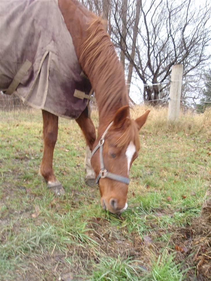 Sportsaraber (A) Loucky - Ej, jeg gider da ikke at stå stille, så du kan tage et billede ! billede 12