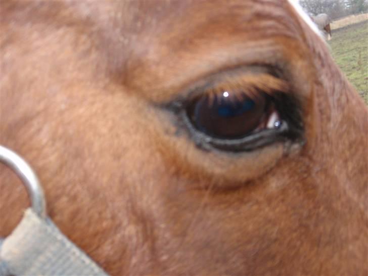 Sportsaraber (A) Loucky - Se mit smukke øje .. billede 13