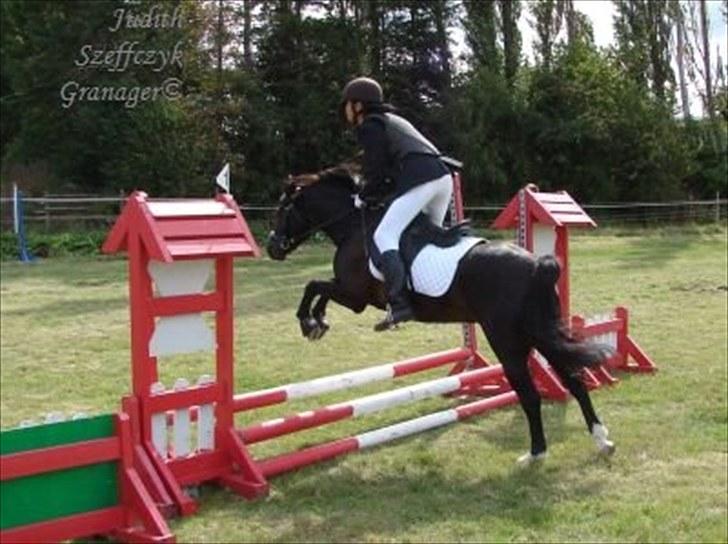 Welsh Pony (sec B) Bjerregaards Valentin (Valle) - Velkommen til Valentins profil <3 Her fik vi en 1. plads :D billede 1